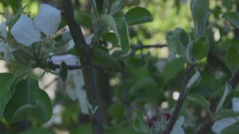 Spring Applle Buds to blossom Stock Footage 253154587
