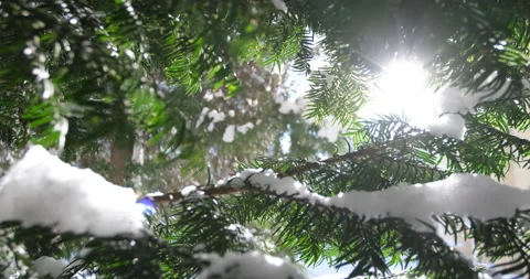 Spring is approaching with rising temperatures. Stock Footage 146721759