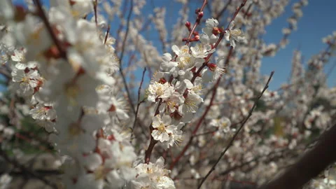 Spring. Apricot branches with flowers in spring bloom Stock Footage 181035015
