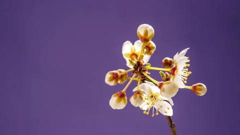 Spring apricot flowers opening Stock Footage 172529102