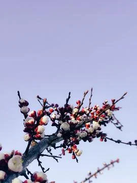 Spring apricot fruit tree buds opening against a bright blue sky close up 写真素材