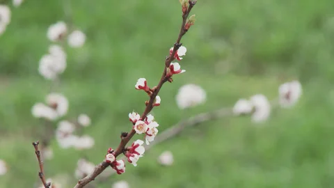 Spring apricot tree blooming with white flowers on green bokeh background. Video stock 332913276