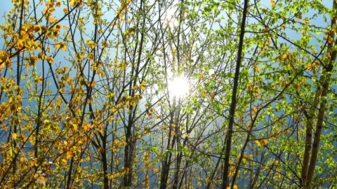 Spring, Arboretum "Rubovsky", quarry and Western Dvina Stock Footage 252255717