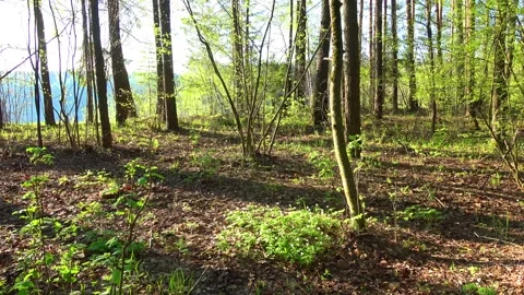 Spring, Arboretum "Rubovsky", quarry and Western Dvina Stock Footage 252255853