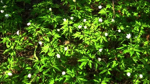 Spring, Arboretum "Rubovsky", quarry and Western Dvina Stock Footage 252255867