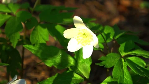Spring, Arboretum "Rubovsky", quarry and Western Dvina Stock Footage 252255921