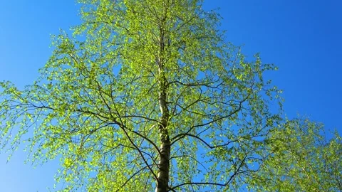Spring, Arboretum "Rubovsky", quarry and Western Dvina Stock Footage 252256005