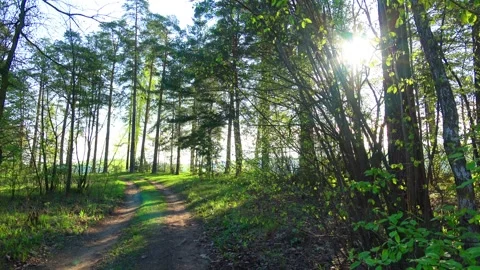 Spring, Arboretum "Rubovsky", quarry and Western Dvina Stock Footage 252256221