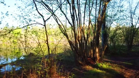Spring, Arboretum "Rubovsky", quarry and Western Dvina Stock Footage 252257222