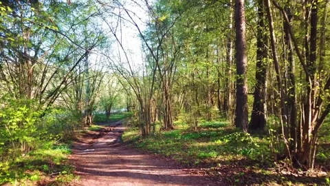 Spring, Arboretum "Rubovsky", quarry and Western Dvina Stock Footage 252257281