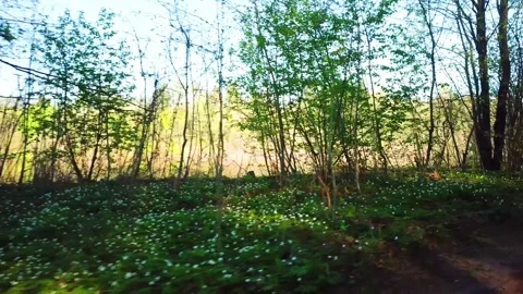 Spring, Arboretum "Rubovsky", quarry and Western Dvina Stock Footage 252257282