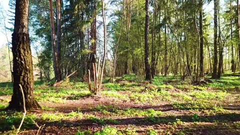 Spring, Arboretum "Rubovsky", quarry and Western Dvina Stock Footage 252257449