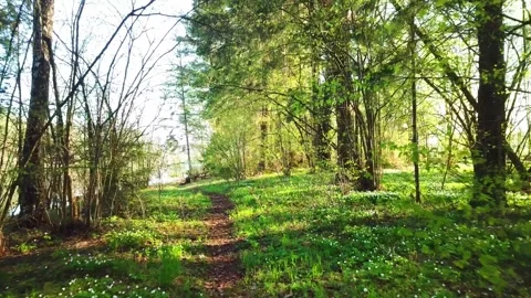 Spring, Arboretum "Rubovsky", quarry and Western Dvina Stock Footage 252257660