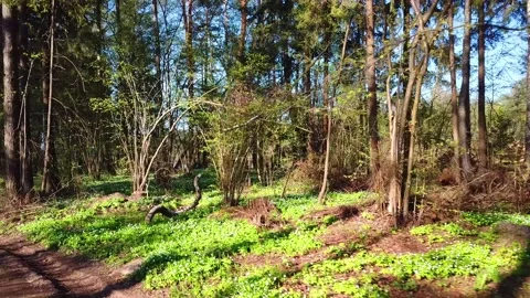 Spring, Arboretum "Rubovsky", quarry and Western Dvina Stock Footage 252257792