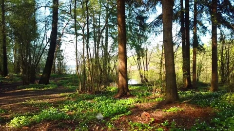 Spring, Arboretum "Rubovsky", quarry and Western Dvina Stock Footage 252257928