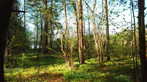 Spring, Arboretum "Rubovsky", quarry and Western Dvina Stock Footage 252257969