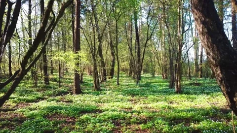 Spring, Arboretum Rubovsky, quarry and Western Dvina Stock Footage 252258090