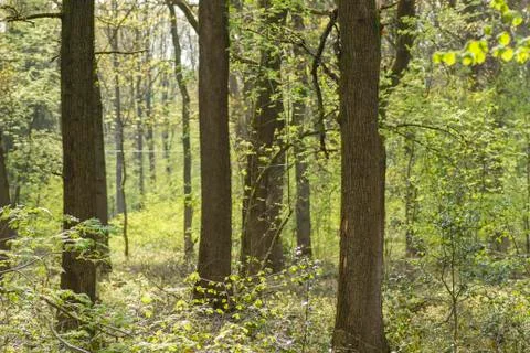 Spring arrival in deciduous forest Stock Photos