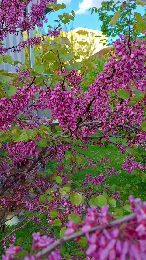 Spring arrives with gentle warmth and magnificent blooming flowers, Stock Footage 337799382