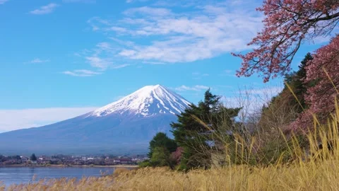 Spring arrives in Japan, Sakura begin to Bloom at Fuji Five Lakes Stock Footage 340780337