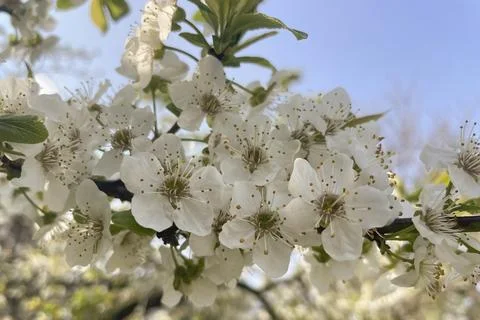 Spring is arriving and tree branches are filled with blossoming flowers. Stock Photos