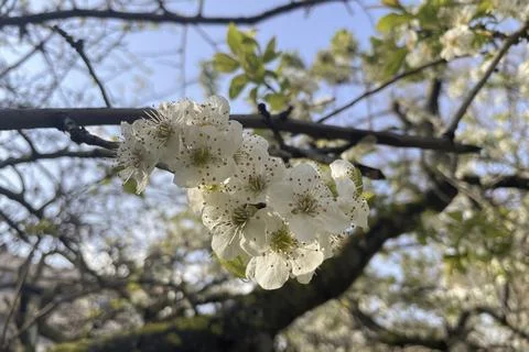 Spring is arriving and tree branches are filled with blossoming flowers. Stock Photos