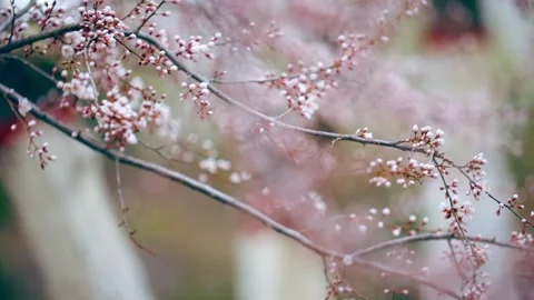 Spring artistic conception peach blossom branches swaying in the wind close- Stock Footage 257059329