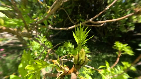 Spring  Ash Tree buds Open P5 H 2023 Stock Footage 254845481