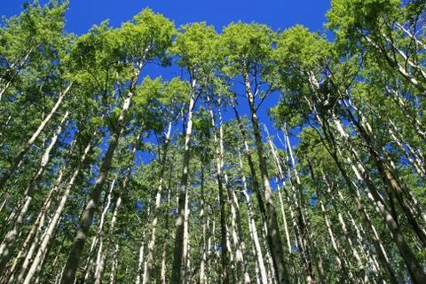 Spring aspen grove Stock Photos