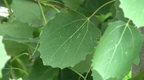 Spring Aspens 2 CR Stock Footage 507010
