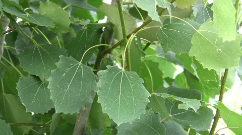 Spring Aspens CR Stock Footage 507012