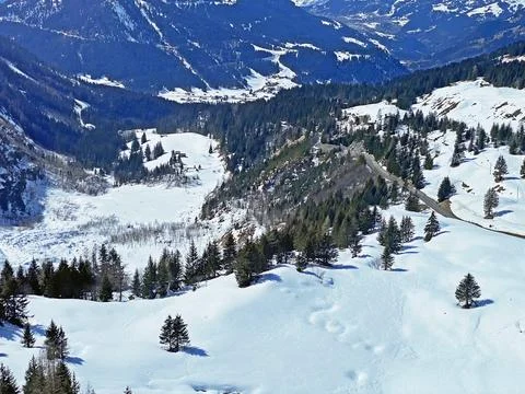 Spring atmosphere in the alpine coniferous forests and among the evergreen trees Stock Photos