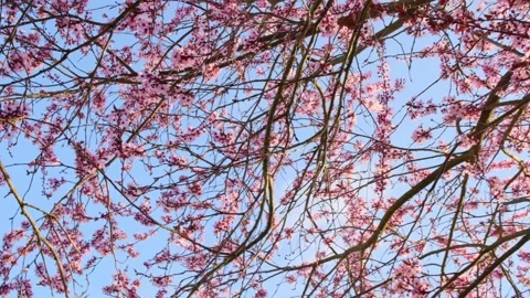 Spring atmosphere. Pink branches against a blue sky Stock Footage 328048709