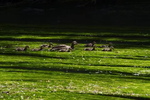 Spring atmosphere at a stream with strong river grass growth and current in t Foto stock