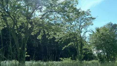 Spring atmosphere with sun shining through trees and tilt towards the sky Stock-Footage 81192200