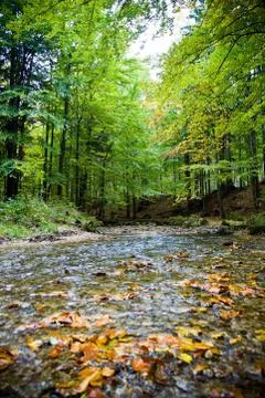 Spring in autumn forest Foto stock