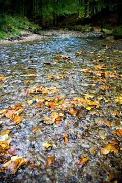 Spring in autumn forest Stock Photos