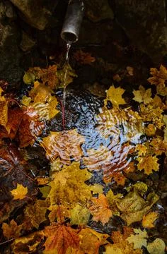 Spring in autumn Stock Photos