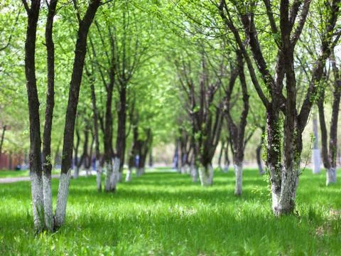 Spring avenue Foto stock