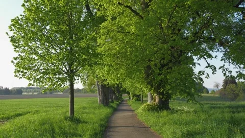 Spring Avenue Stroll in Allgu Surrounded by Fresh Grass, Bright New Leaves, a Stock Footage 309037740