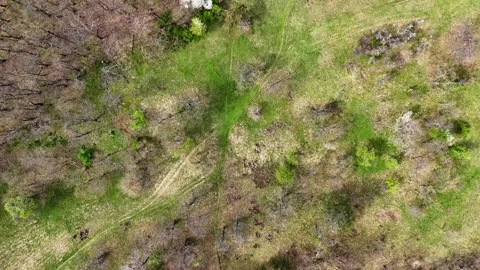 Spring Awakening: Aerial View of Forest and Grassland Transition Stock Footage 281105032