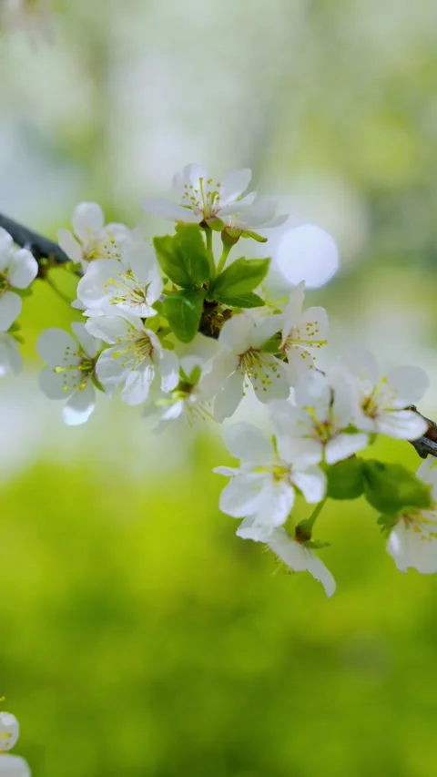 Spring Awakening And Renewal Concept, Spring awakening and renewal Vidéo 334608353
