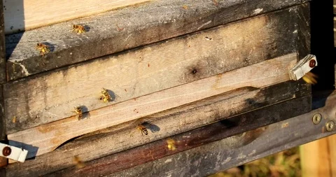 Spring awakening in the beehive Stock Footage 103435812