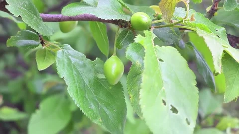 Spring Awakening of Cherry Plum Branches With Fresh Green Fruits Stock Footage 345365196