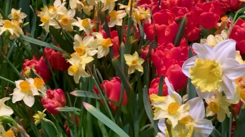 Spring Awakening Concept: 4K Close-Up tracking shot Of Red Tulips And White.. Stock Footage 333192713