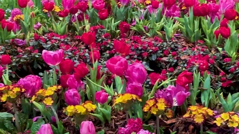 Spring Awakening Concept: 4K Close-Up Of Colorful Tulip Garden With Hyacint.. Stock Footage 344968692