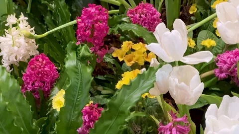 Spring Awakening Concept: 4K Video Of Daffodils And Hyacinths Blooming In A.. Stock Footage 340633969