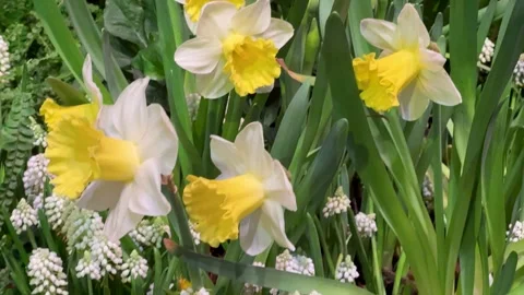 Spring Awakening Concept: Close-Up Of Daffodils In Bloom Symbolizing Renewa.. Stock Footage 340634501