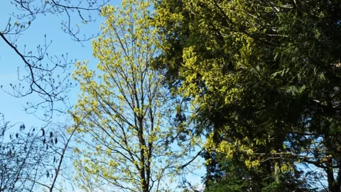 Spring Awakening in Lush Forest - Trees with New Leaves Video stock 274084693