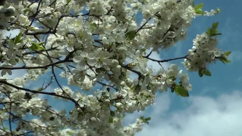 Spring. The awakening of nature. Vidéo 82139306